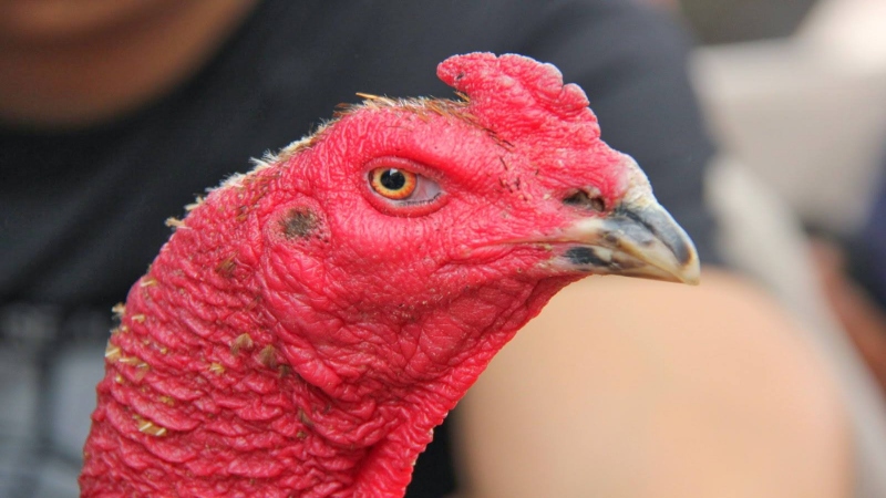 Chế độ dinh dưỡng tẩm bổ cho gà sau khi chữa cực quan trọng