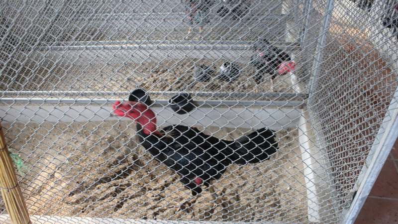 Cách làm chuồng bay cho gà bằng lưới thép B40