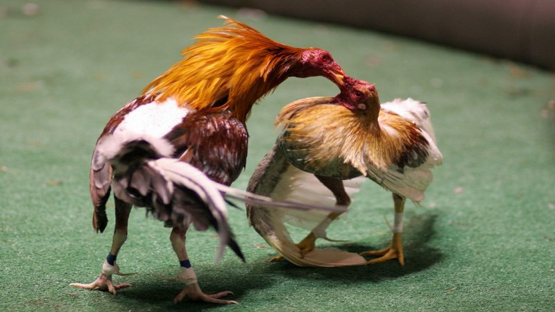 Sau khi đấu vành, các con gà sẽ bắt đầu đấu chính