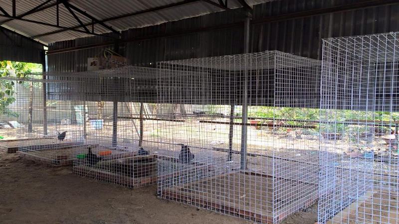 Nên xây chuồng ở nơi dễ di chuyển và tiện lợi cho việc chăm sóc và nuôi gà đá